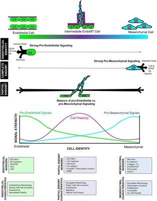 Regulation of Partial and Reversible <mark class="highlighted">Endothelial-to-Mesenchymal Transition</mark> in Angiogenesis